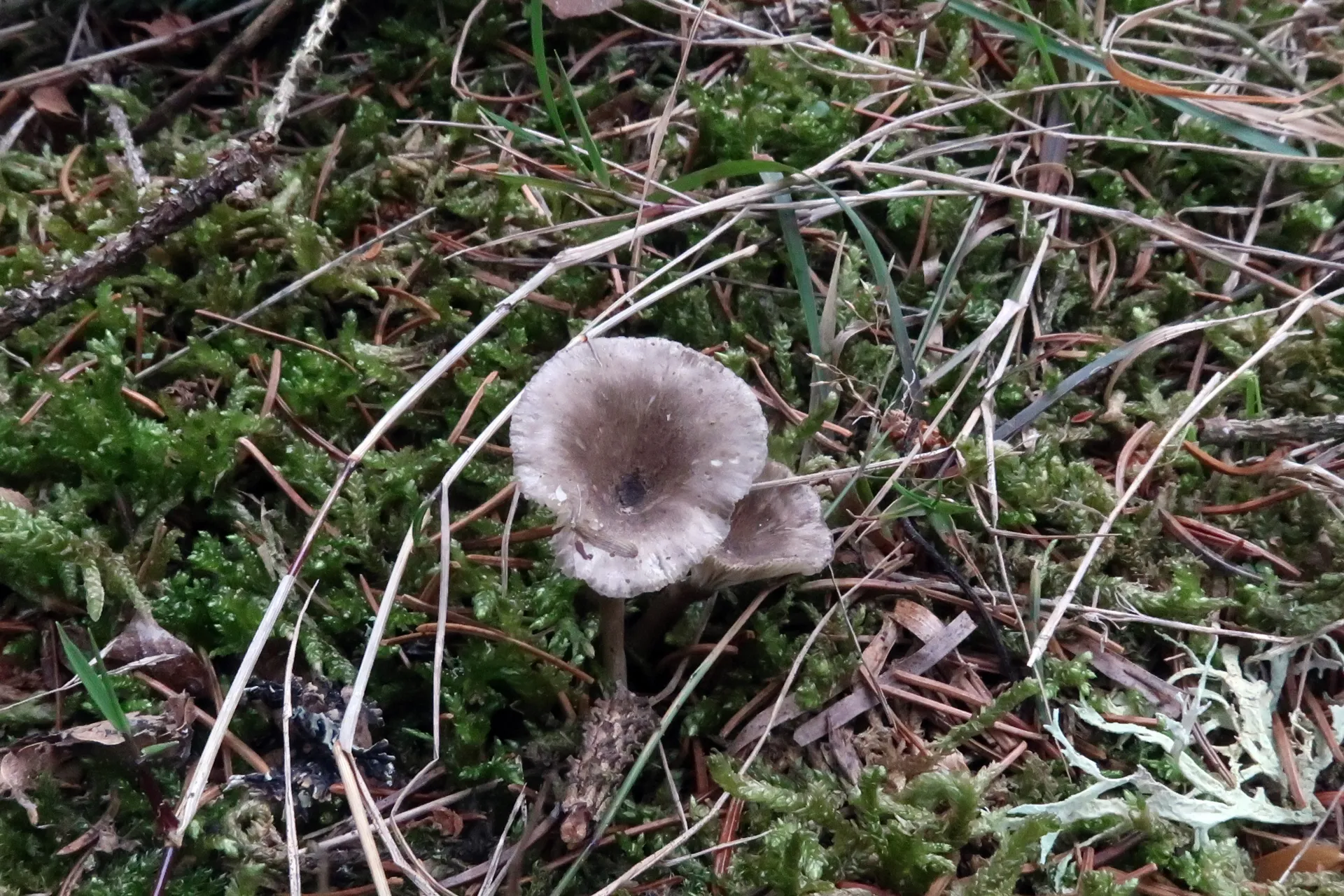 Spodocybe trulliformis - 1 - IMG_2208